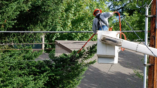 An arborist inspecting trees above a slate roof.